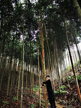 Laden Sie das Bild in den Galerie-Viewer, Zimtbäume in Vietnam - von hier kommt der wahrscheinlich beste Zimt der Welt