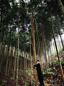 Zimtbäume in Vietnam - von hier kommt der wahrscheinlich beste Zimt der Welt